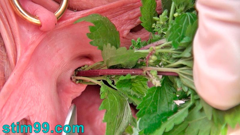 Nettles in peehole and clitoris pussy masturbation rubbing with stinging plants