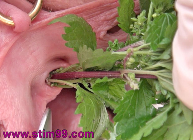 Stinging nettle torture inserted in peehole
