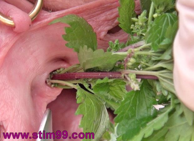 Stinging nettle torture inserted in peehole